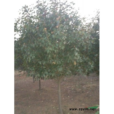 供應櫸樹、灑金柏、紫葉女貞、瓜子黃楊、紅葉李