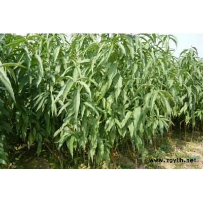 山西2公分3公分4公分5公分以上的紅葉李