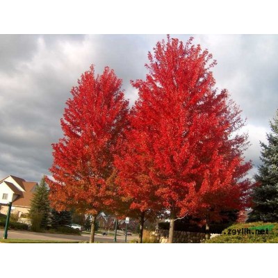 美國紅楓|小葉榕籽播苗和扦插苗