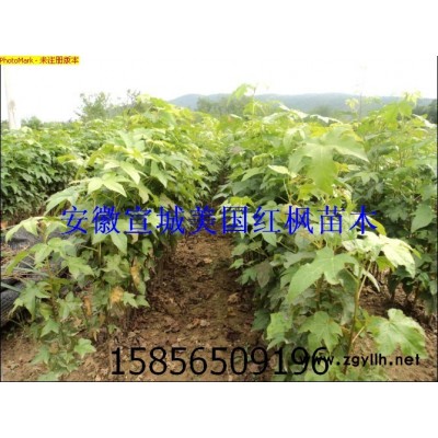 美國(guó)紅楓種子