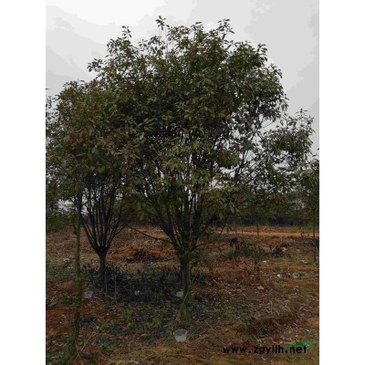 各種規格紅葉李