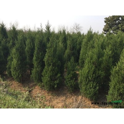 紅葉李 滁州紅葉李 紅葉李價格