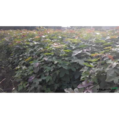 安徽安慶低價供應批發基地5cm紅楓