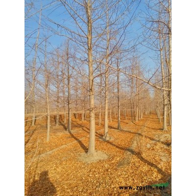 紅楓5圖片\紅楓5報價