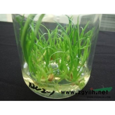 美國紅楓生根組培苗