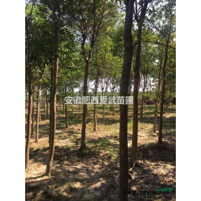 安徽合肥肥西供應各種規格紅楓（三季紅），精品銷售，量大從優