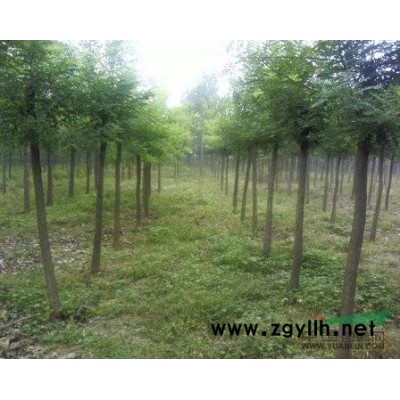 日本紅楓1*新價(jià)格/日本紅楓1報(bào)價(jià)