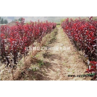 江蘇自產紅葉李紫葉李樹苗價格綠化苗木紅葉李紫葉李報價苗工程..