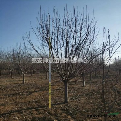 山東紫葉李與紅葉李排行榜