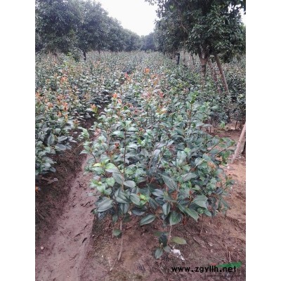 寧波奉化供應(yīng)15公分到20公分以上原裝紅楓