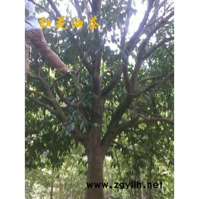 出售紅豆杉、竹柏、桂花、羅漢松、茶花及臍橙等