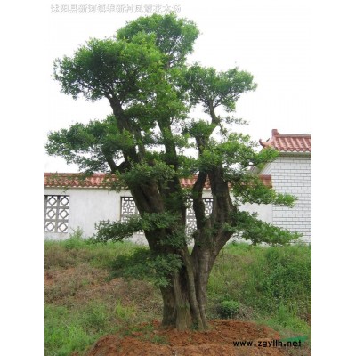 江蘇沭陽基地低價供應批發紅楓、櫻花、海棠