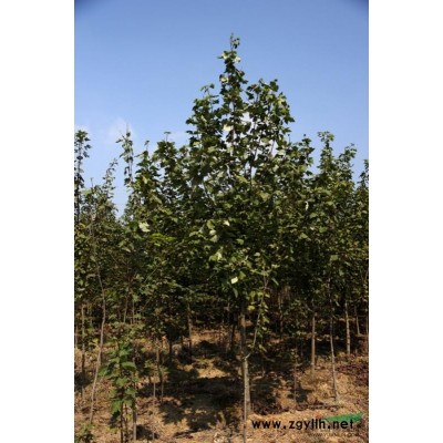 紅葉李4-6公分優(yōu)惠價出售