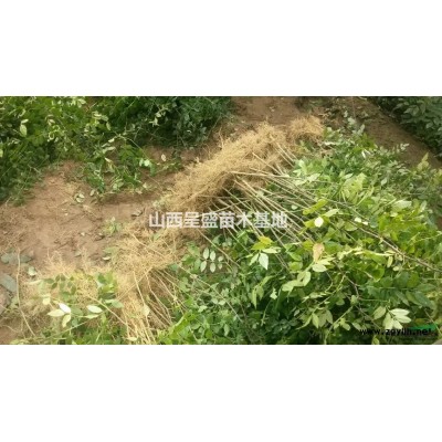 6公分紅葉李多少錢？哪里有賣6公分紅葉李？今年紅葉李價格