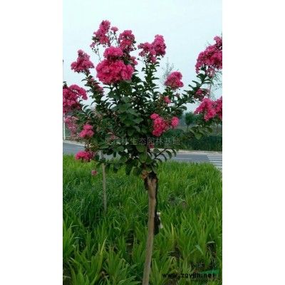 河南紅葉李介紹