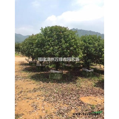 福建紫葉李價格 福建紅葉李價格 福建紫葉李種植基地