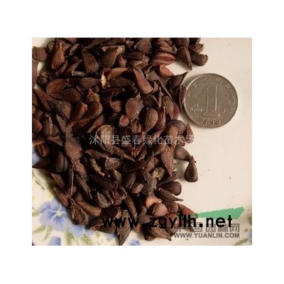 銷售 紅葉李 紫葉李苗 紫葉李價(jià)格 紅葉李