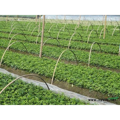 批量供應(yīng)桂花小苗30-45公分高，海桐苗10-20公分高