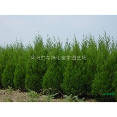 紅葉小檗.金葉女貞.灑金柏.高桿女貞.紅葉李.紫葉桃.紅楓