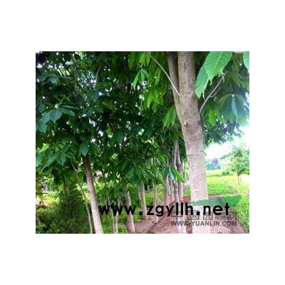 國槐 美國紅楓 紫葉李等等綠化苗木