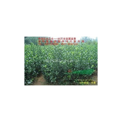 紅楓小苗價格 低價批發紅楓小苗500萬 正在便宜批發中！