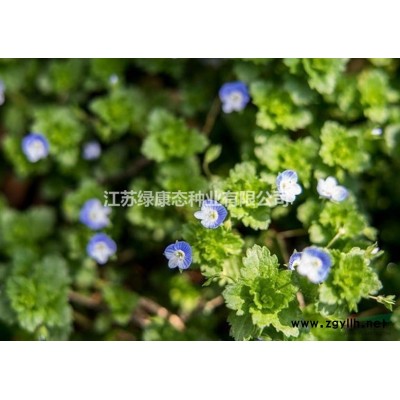 {紅葉李}{紅葉李種子}