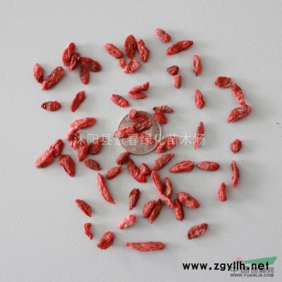 紅楓種子價(jià)格