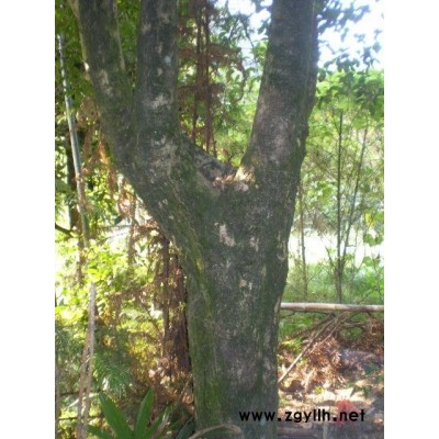 *品胸徑0.75桂花樹