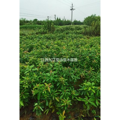 優(yōu)質(zhì)特價(jià)紅葉李 江西紅葉李農(nóng)戶產(chǎn)地直銷