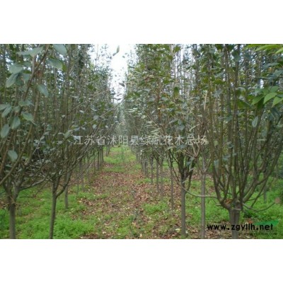 綠化小苗急售；櫻花，法桐，紅楓，水杉，紫薇，紫葉李，紫穗槐