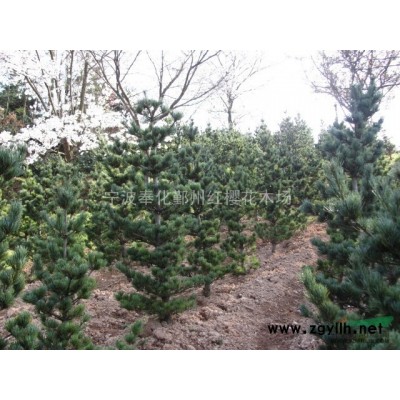 長期供應各種規格的紅楓，量大價格從優