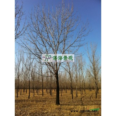 密枝紅葉李1-4cm  土球袋裝 冠幅1.5m