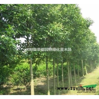 紫葉李小苗，紅葉李小苗 櫻花小苗、紫荊、紫薇
