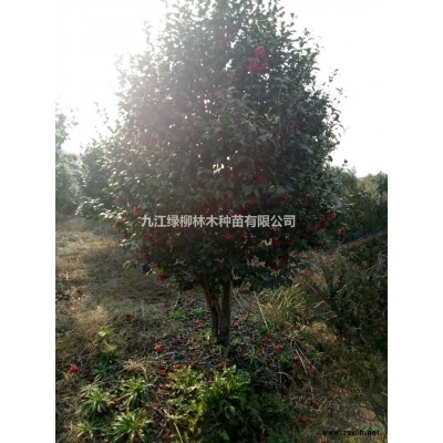 江西紅葉李怎么樣 九江紅葉李價格優(yōu)勢 精品紅葉李批發(fā)處理 今