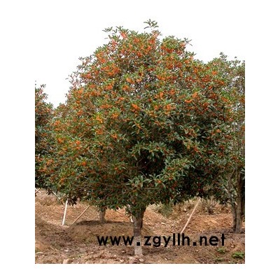 大小桂花樹(shù)