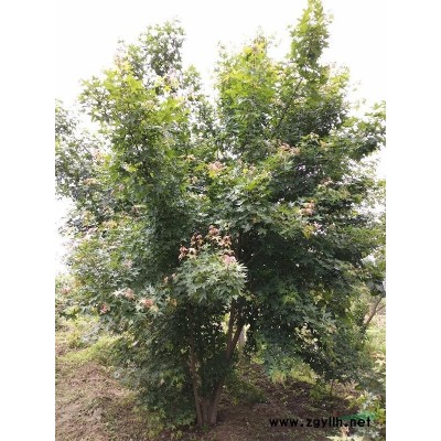 西安供應(yīng)3公分紅葉李
