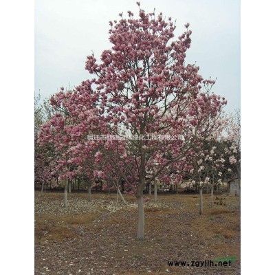 紅葉李圖片/紅葉李報價