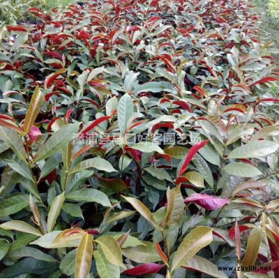 福建漳州紅葉李基地各種規格大量供應，紅葉李價格