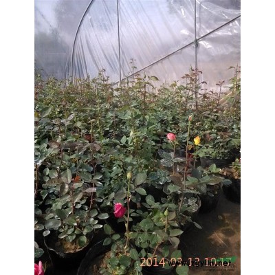 供應(yīng)造型小葉女貞、紅楓、玉蘭、紫薇、紅葉李