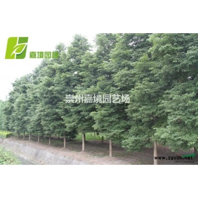 成都郫縣溫江崇州長期低價供應紅葉李，紫葉李等喬灌木