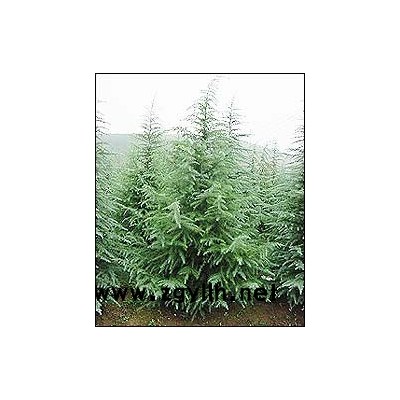 香樟，櫸樹，欒樹，馬褂木，紅楓