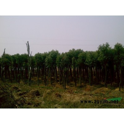 桂花、樟木、桃苗、女貞等大小都有，**低價！