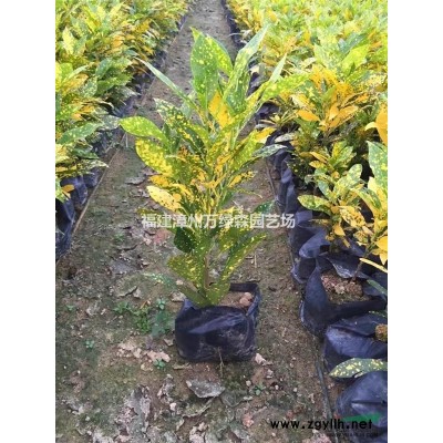 福建紅楓產地 福建紅楓價格 紅楓報價 紅楓種植基地