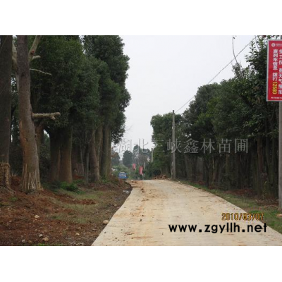 桂花、樸樹、馬褂木