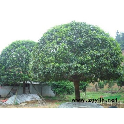 ∑2012桂花價格一覽表New 全省桂花價格*低