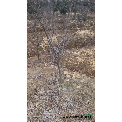 美國紅楓 自產苗木價格從優苗木報價