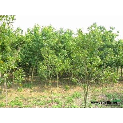 本基地長期大量低價供應(yīng)紅楓 紅楓規(guī)格*