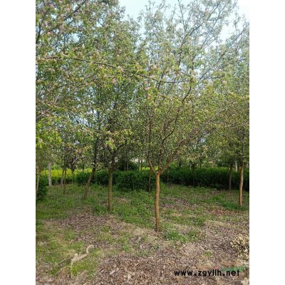 江蘇10公分紅葉李12公分紅葉李15公分紅葉李價格便宜