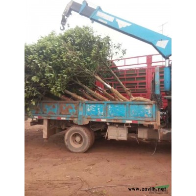 湖北低價供應5-15公分櫻花，紅葉李