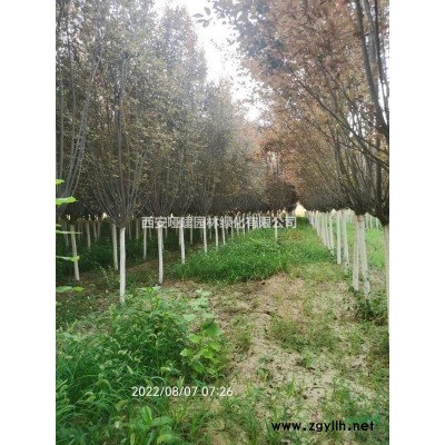 精品8-10紅葉李
